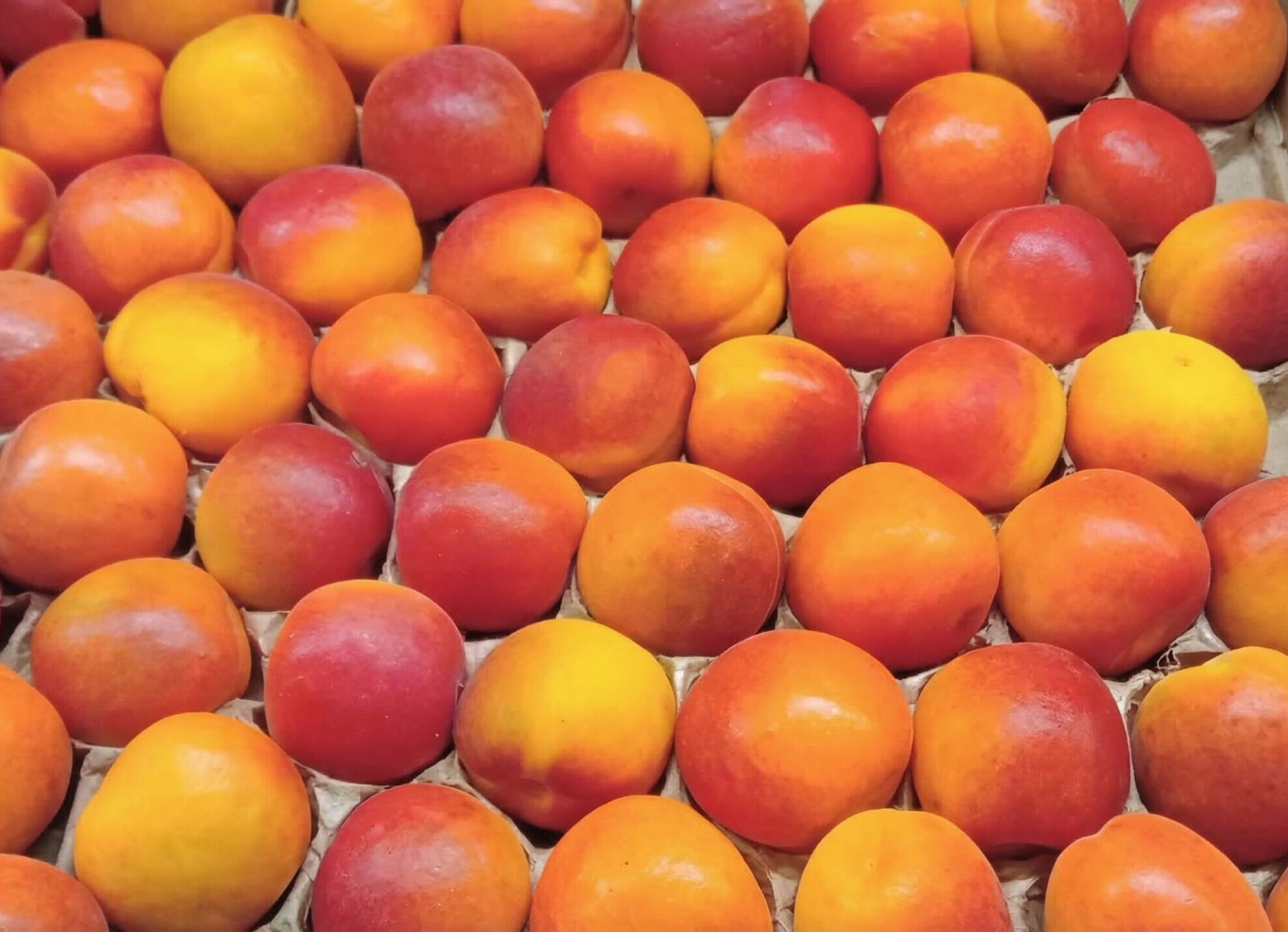 négoce en fruits